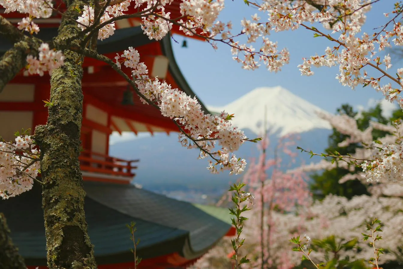 Cherry blossoms framing a red pagoda with Mount Fuji in the distance